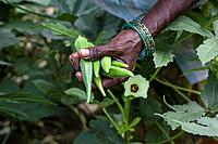 Hand holding Okra (lady fingers) being harvested, India.