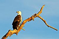 White-bellied Fish Eagle, Yellow Water Billabong located at the end of Jim Jim Creek, a tributary of the South Alligator River, Kakadu National Park, ...