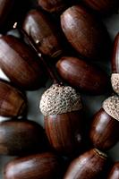 Oak acorns. Close-up.