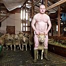Naked Farmer in barn with sheep, Iceland.