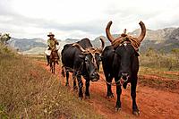 Farmer with oxes in the Vinales Valley, Vinales, Pinar del Rio, Cuba.