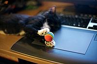 A black and white tuxedo kitten with a ball in paws falls asleep on a computer desk on top of a tablet.
