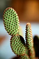 Cinnamon Cactus Opuntia microdasys vari. rufida.
