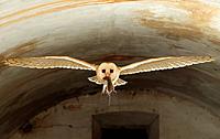 Bearn Owl(Tyto alba)Badajoz province.Extremadura.Spain.
