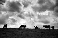 Cows grazing along the coast of Llanes. Asturias. Spain.