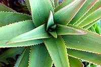 Cactus plant, Aloe Vera.