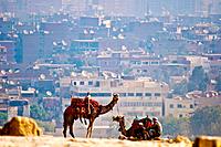 Camels resting in the city of Cairo in the background.