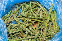 Freshly collected young pine shots in blue plastic bag.