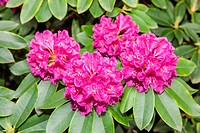 Rhododendron ponticum is a dense, suckering shrub or small tree native to southern Europe and southwest Asia.