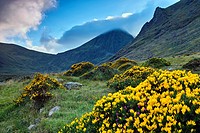 Ireland´s highest mountain, Corran Thuthail, capped by cloud, with the Hags tooth to the right, Magillycuddy Reeks, County Kerry, Ireland. Flowering g...