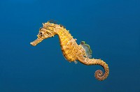 Short-snouted seahorse (Hippocampus hippocampus) Black sea, Crimea, Ukraine, Eastern Europe.