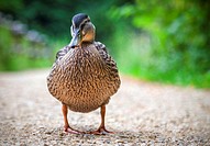 A stern looking duck blocking the path.