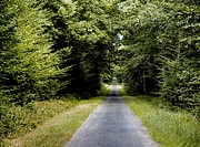 road forest, Chateauroux