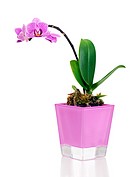 rare miniature orchid arrangement centerpiece in vase isolated on white background.