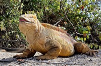 Galapagos land iguana (Conolophus subcristatus), Isabela Island, Galapagos. Ecuador, South America.