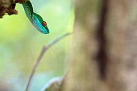 Ruby-eyed Green Pitviper (Cryptelytrops rubeus). Cat Tien National Park. Vietnam. Newly discovered species.