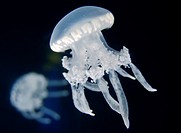 Moon jellyfish (Aurelia aurita), photographed at Waikiki aquarium, Honolulu, Hawai'i.