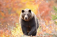 Close-up of a brown bear (Ursus arctos) in autumn in the bavarian forest.