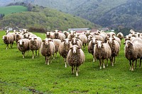Livestock at Salazar Valley, Navarre, Spain.