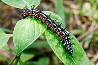 Chenille, Caterpillar, Malacca, Bandar Melaka, Malaysia.