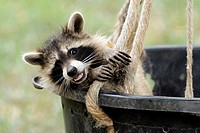 Procyon lotor, racoon, captive, Germany.