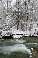 River running through snow covered trees, Stowe, Vermont, USA.