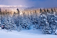 Snow covered trees on Mt. Mansfield, Stowe, Vermont, USA.