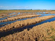 Flooded ricefields after harvest. Ebro River Delta Natural Park, Tarragona province, Catalonia, Spain.