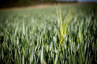 Couple motive: Wheat field in Germany.