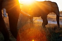 A magical sunset with elephants 4x4 inches from where we vahiculo the game safari camp near Khwai River Lodge by Orient Express in Botswana, within th...