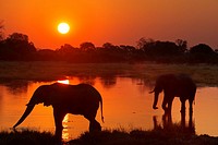 Botswana, Moremi Game Reserve, Okavango Delta, Khwai River Lodge, View of wading elephants