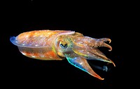 Pink Cuttlefish (Sepia orbignyana). Eastern Atlantic, Galicia, Spain.