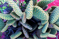 Singular view of cactus. Guadalajara, Jalisco. Mexico