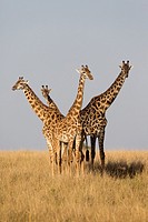 Giraffes (Giraffa camelopardalis) in savannah, Masai Mara, Kenya.