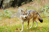 Close-up of a Eurasian wolf (Canis lupus lupus) in the Bavarian Forest, Germany