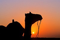A camel at sunset on the Thar Desert, near Jaisalmer, Rajasthan state, India