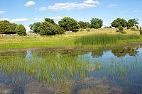 El Castrejon endorheic lagoons, a permanent wet area of great natural interest near Zarzalejo, Guadarrama Mountains, province of Madrid, Spain