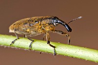 Weevil on branch.