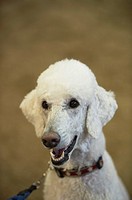 A smiling poodle is all eyes for his owner.