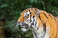 Portrait of a Siberian tiger or Amur tiger (Panthera tigris altaica).