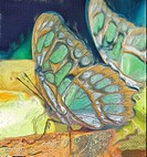 Malachite butterfly feeding, oil painting effect, digital art