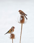 Lesser Redpoll (Carduelis cabaret) And Goldfinch (Carduelis carduelis) On Snow Covered Teasel (Dipsacus fullonum) Winter. Uk.
