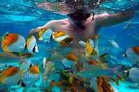 Rarotonga Island. Cook Island. Polynesia. South Pacific Ocean. Diving in the lagoon with The big fish, Diving Centre in Rarotonga. Dive in 1-3 meters ...