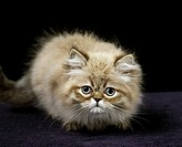 Colourpoint Persian Domestic Cat, Kitten standing against Black Background.