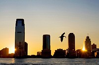 Sunset views of the Hudson River from Battery Park. A seagull just fish and the sun shines while hiding in one of the skyscrapers of Jersey.