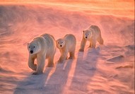 Polar bears on tundra in Arctic sunset.