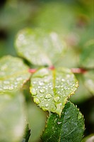 Close up of wet green leaves with droplets of water.