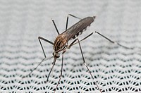 Found from 2012 in Belgium and Italy Aedes koreicus is an Asian invasive species.