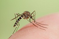 Aedes japonicus invasive mosquito species to Central Europe, bloodfeeding on human skin.