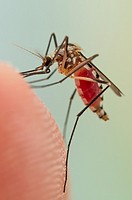 Aedes triseriatus mosquito female biting on human skin.